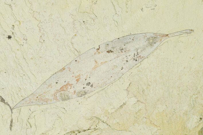 Miocene Fossil Leaf (Cinnamomum) - Augsburg, Germany #139272
